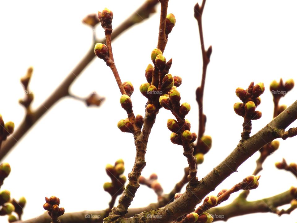 Spring bud