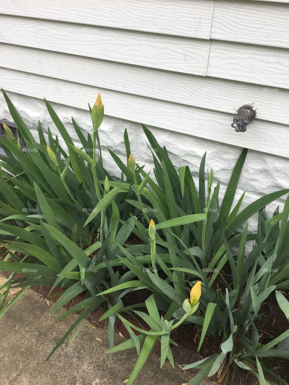 Iris about to bloom