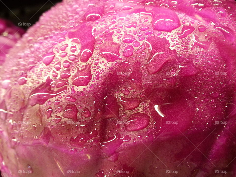 red cabbage. water droplets