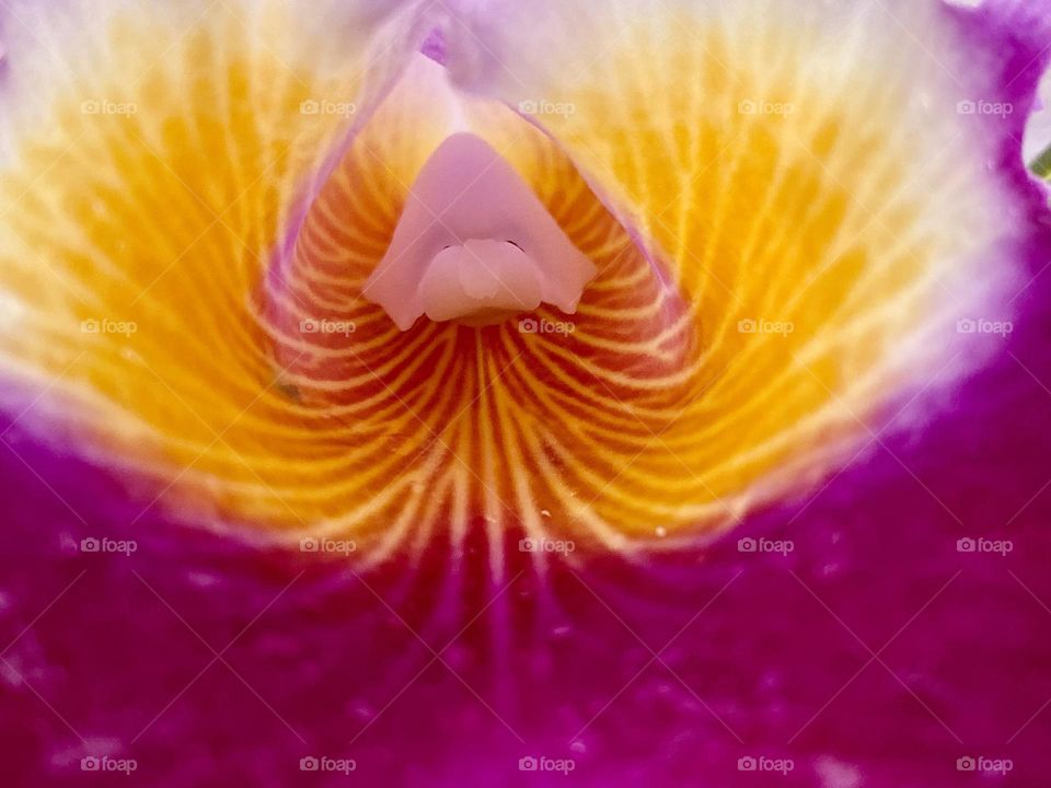 Close up of a colorful orchid