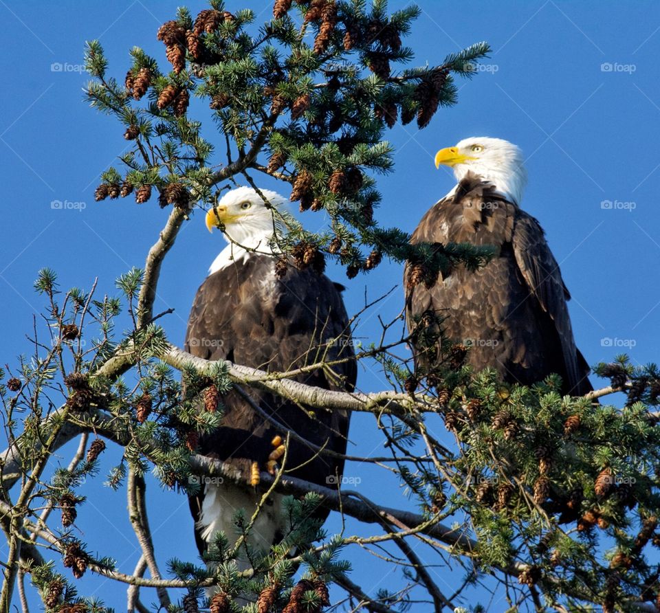 Bald eagles