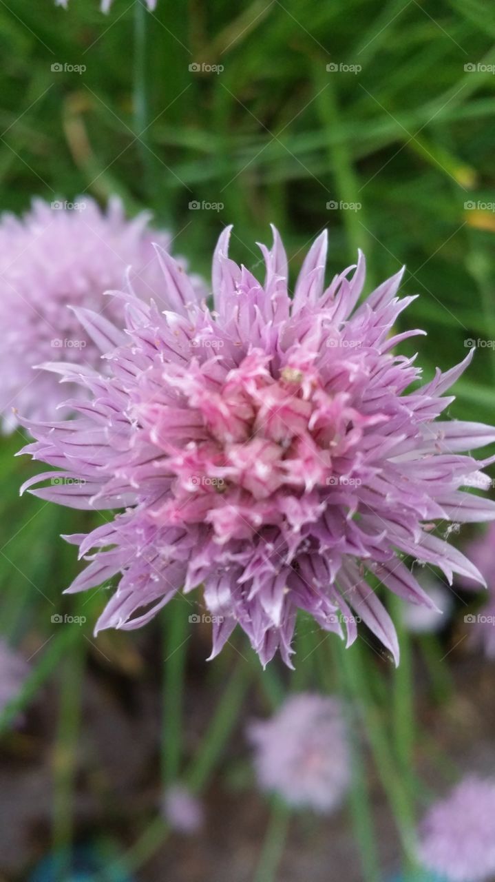 Spike Flower