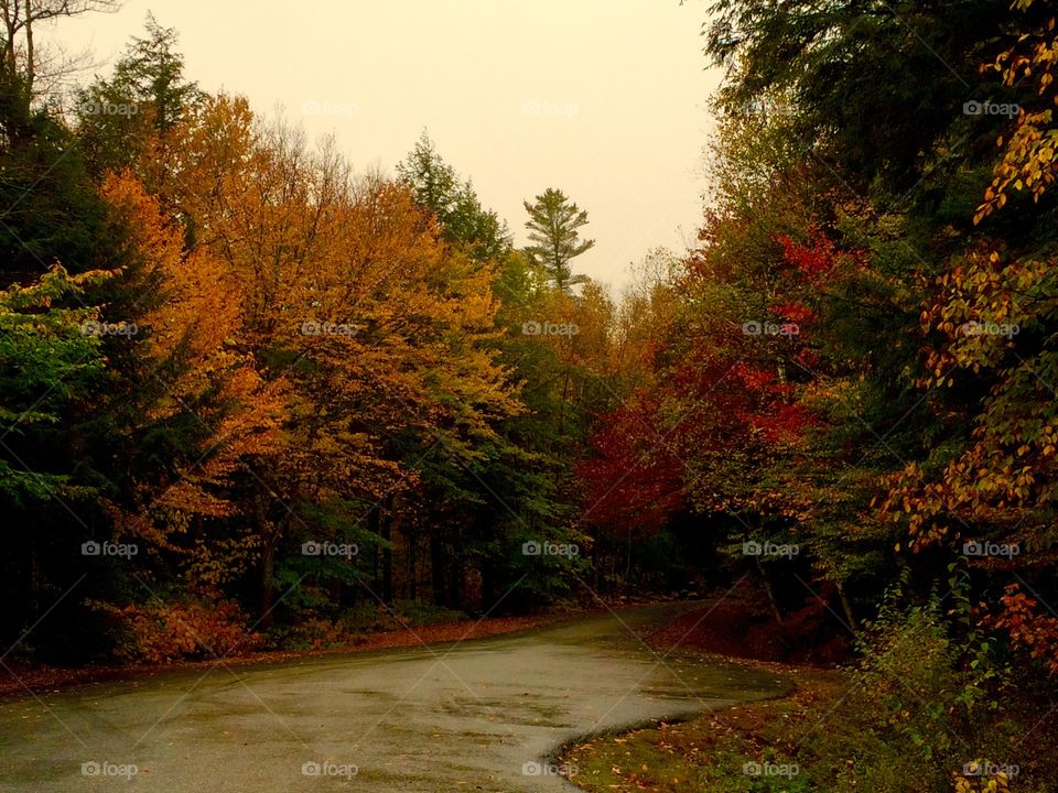 Empty road in forest during autumn