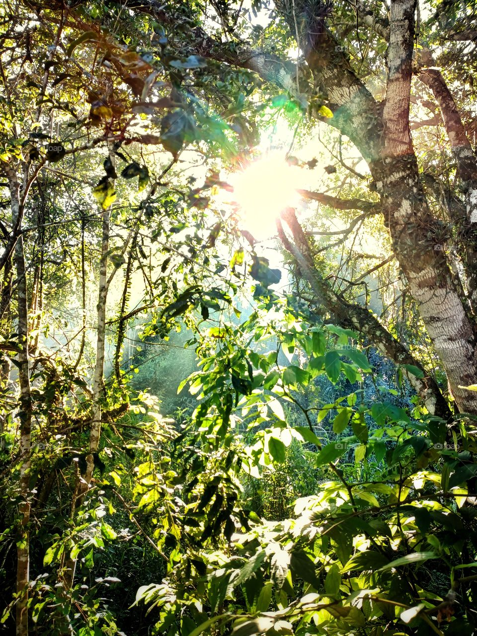 morning sun in the forest