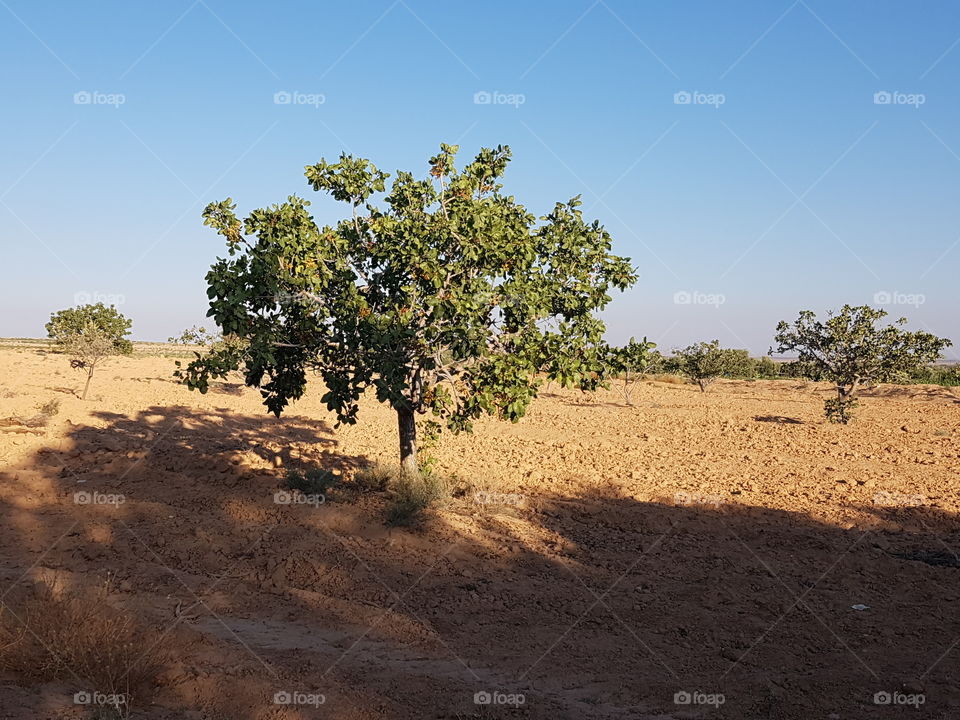 olive tree tunesia