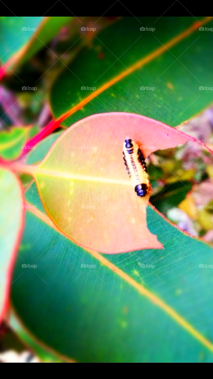 australia gum tree eucalyptus leaves leaf caterpillar bite food colours green red bright garden pest melbourne victoria australia by clandra