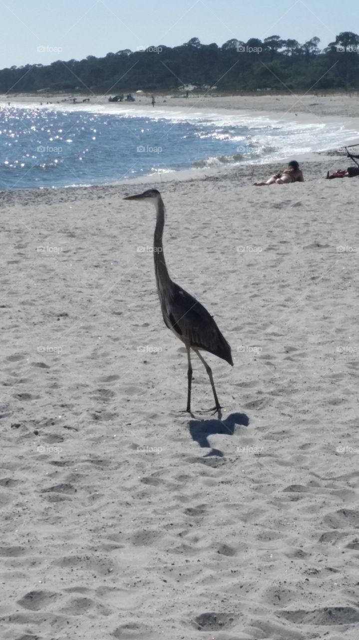 big beach bird