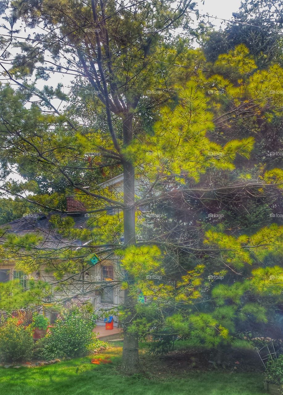 Summer Colors. Colorful Birdhouses in Tree