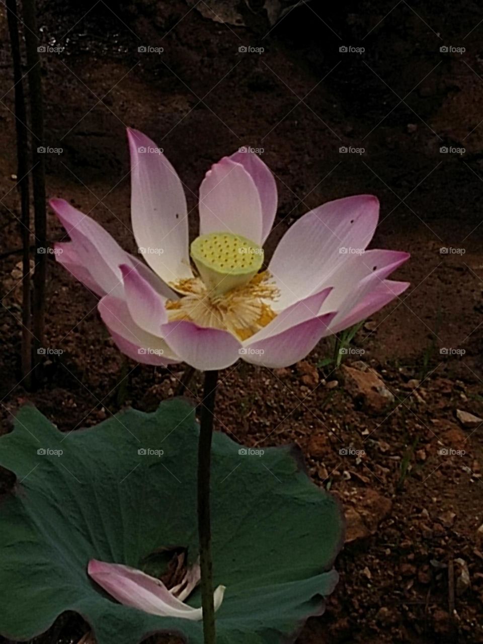 lotus flower.