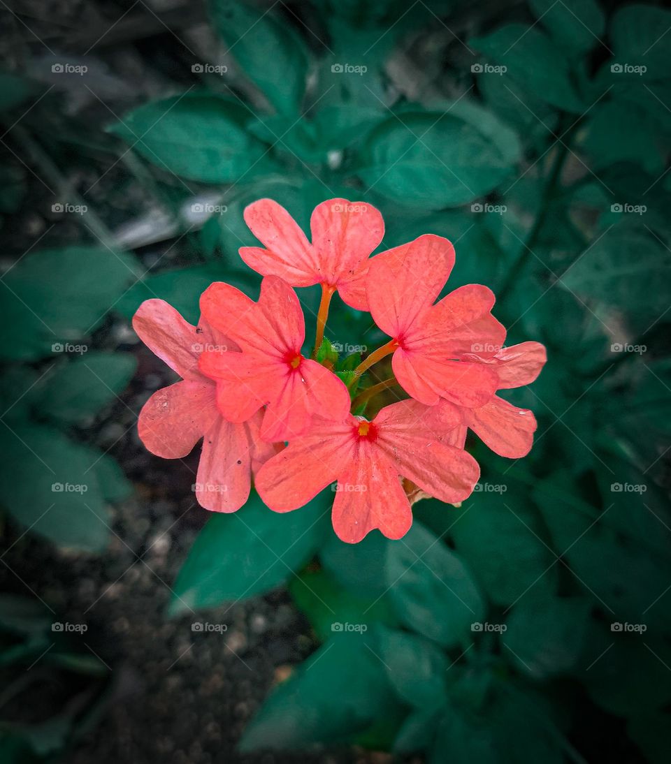 weird flower's and nature lover