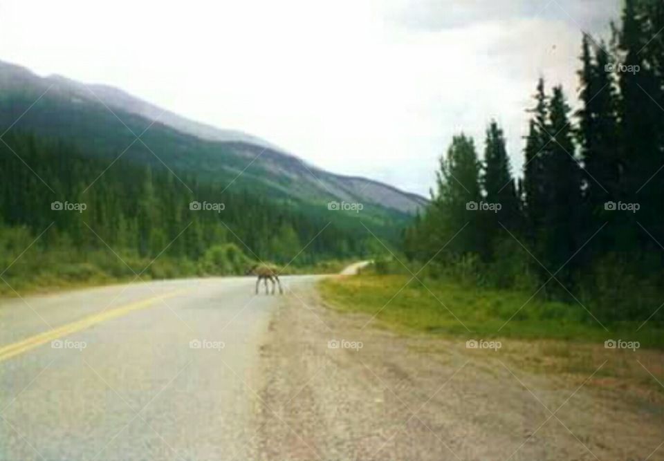 British Columbia moose