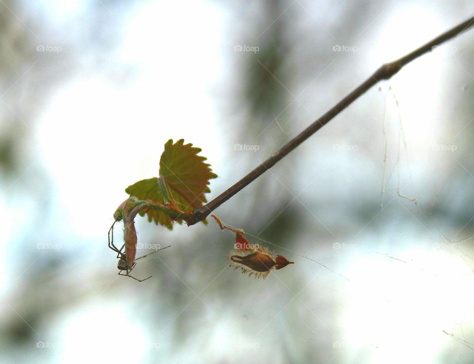 hanging out.  a spider and seed at the end of a branch.