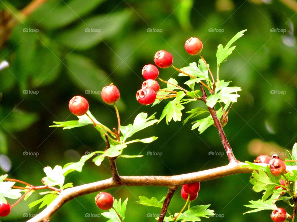 berries