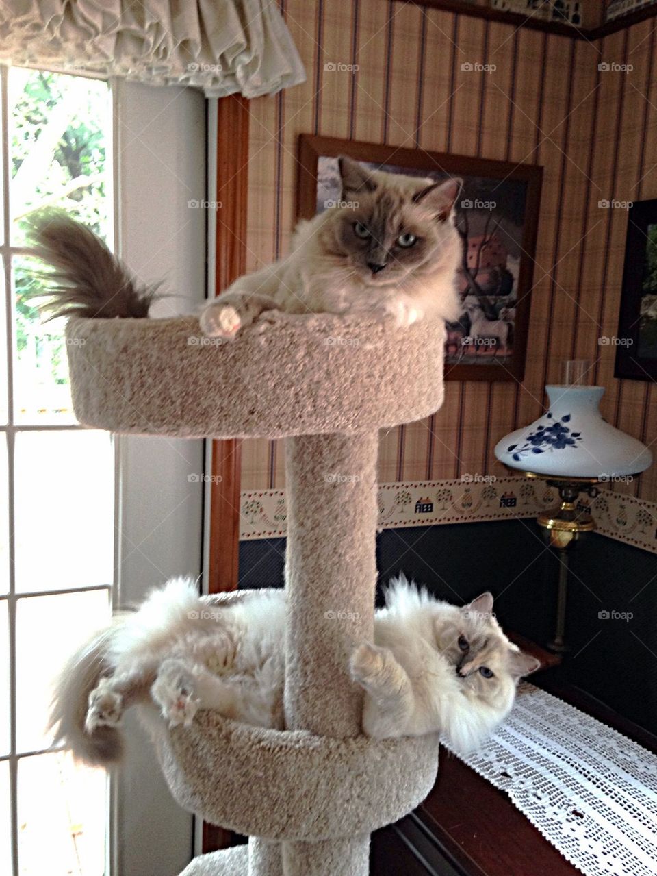 Two Ragdoll cats at play