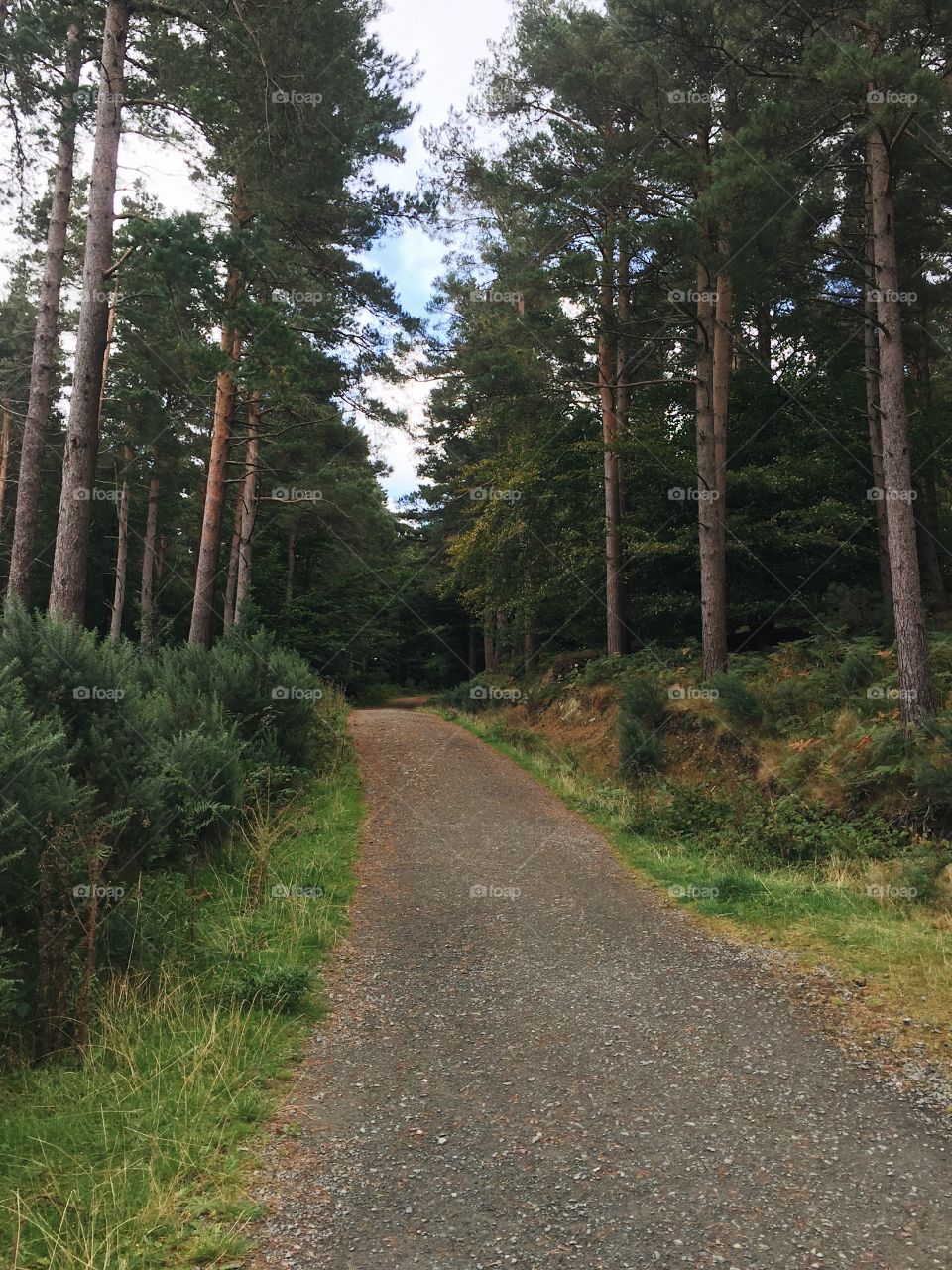 Road, Tree, Wood, No Person, Landscape