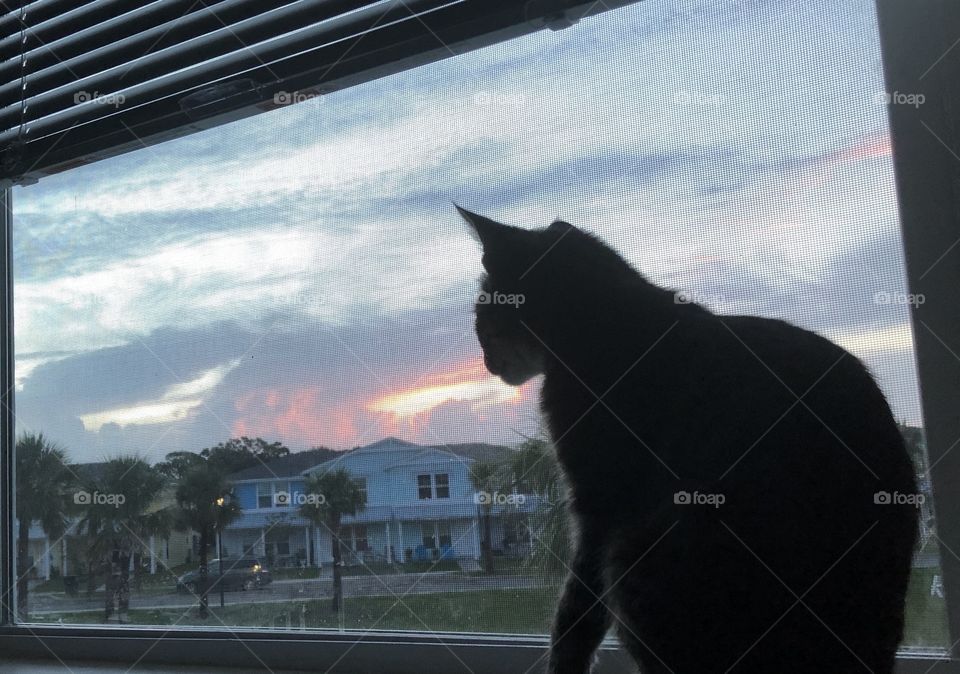 Kitty in the window