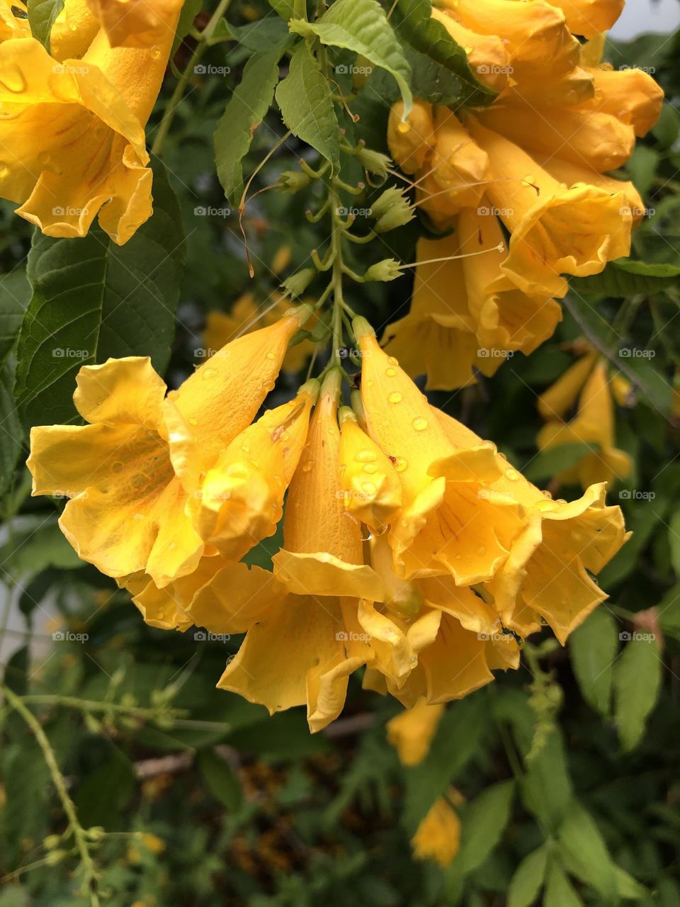 An inflorescence of Tecoma stans with bright yellow flowers that look like hanging bells. 