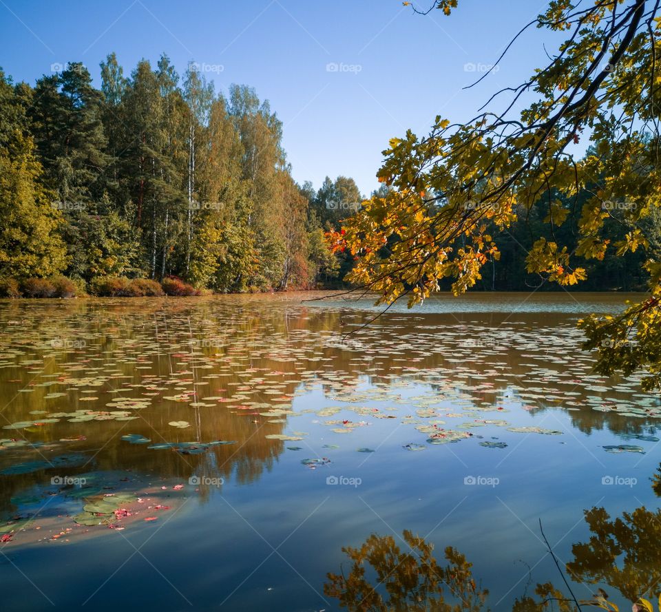 Trees in the forest on the shore of a small lake. Early autumn, the leaves began to turn yellow. Trees and blue sky are reflected in the water.