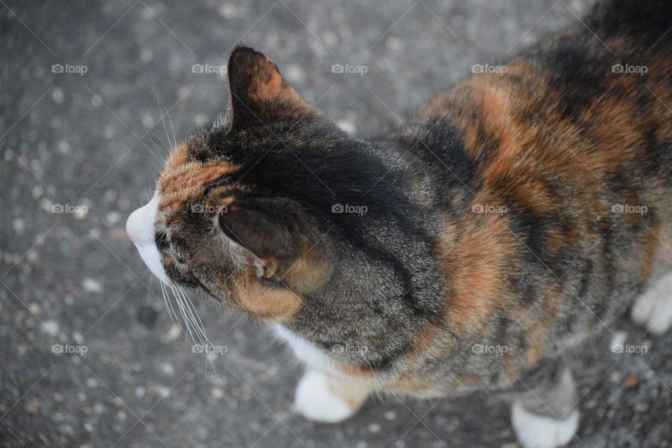 calico on cement