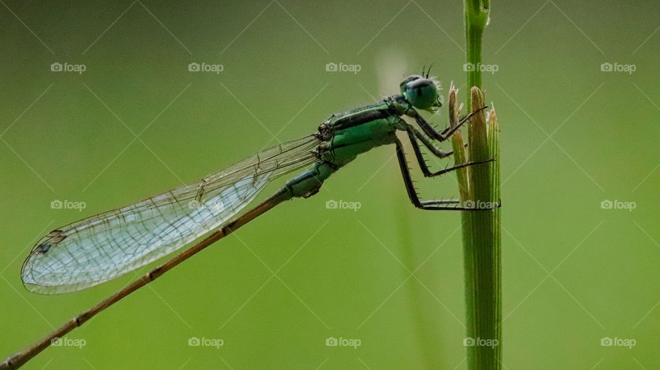 green dragonfly