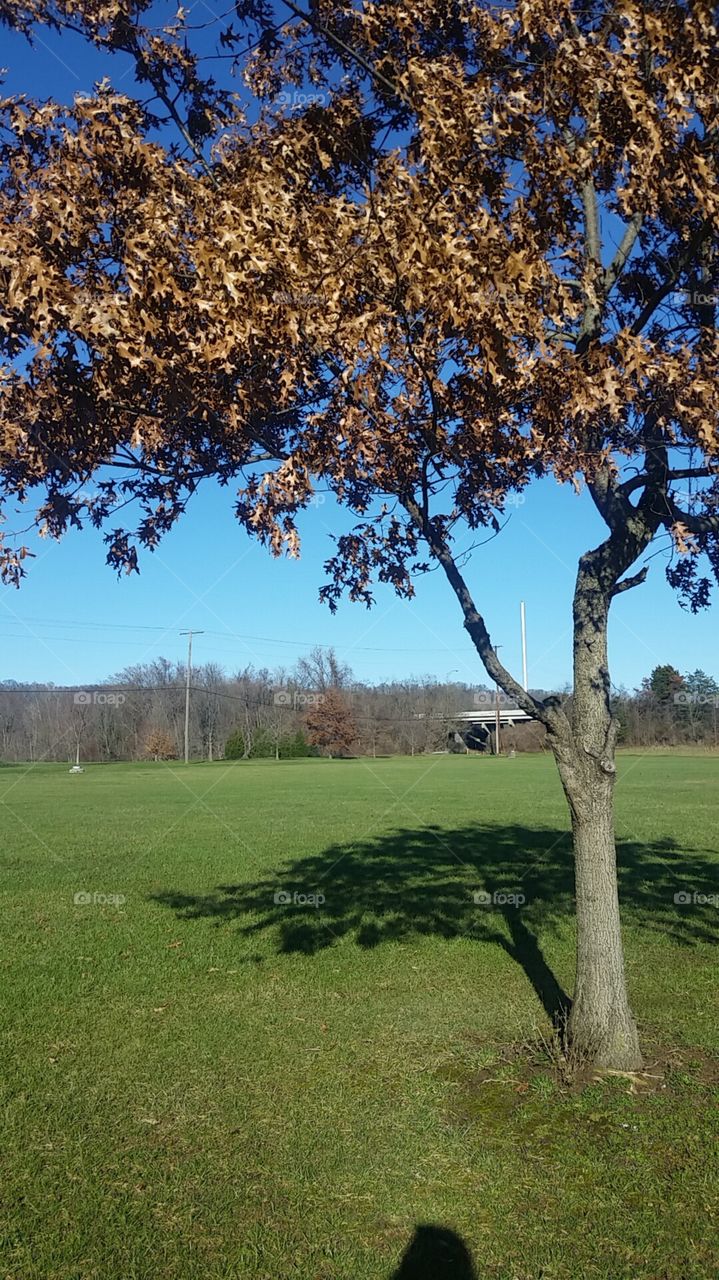 tree shadow