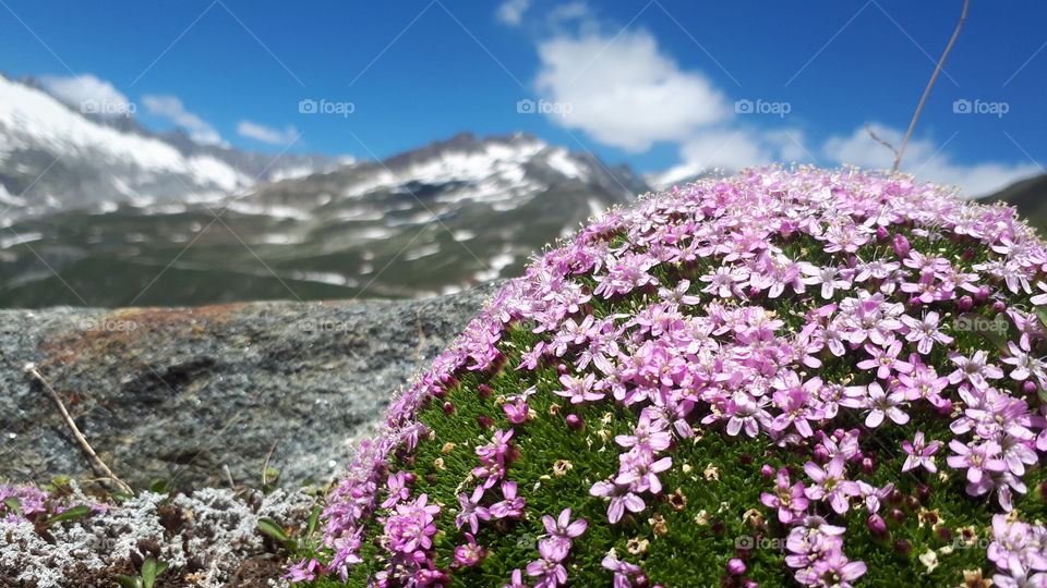 Alpine flower, silene acaulis, photo taken at Furka Pass, Switzerland