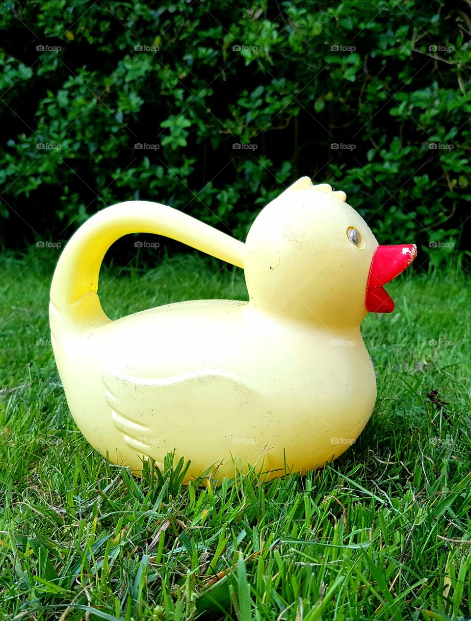 duck watering can