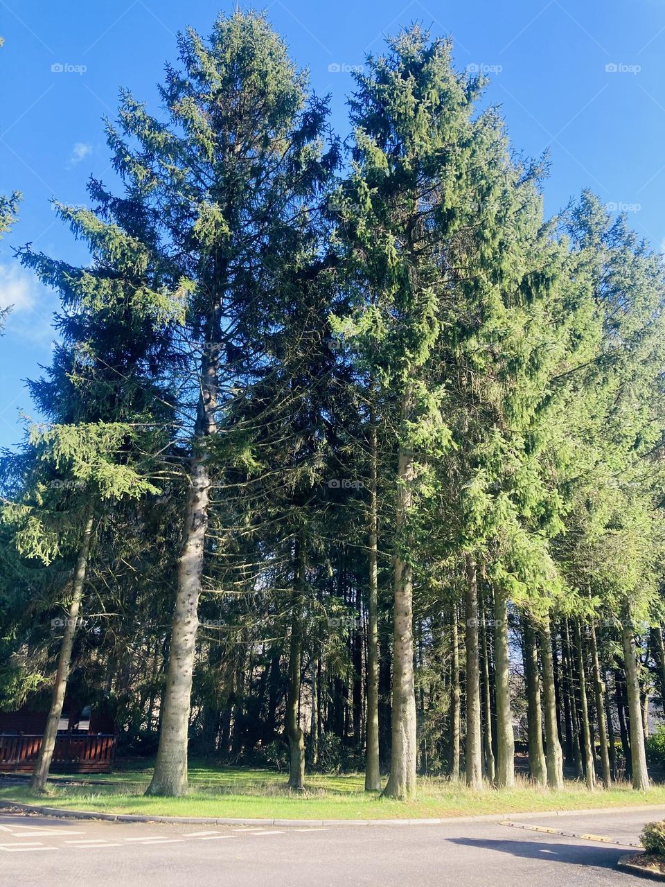 Darwin Forest A Beautiful place