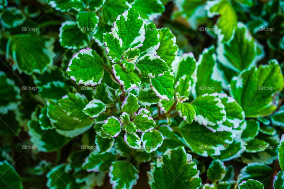 green background of plant 