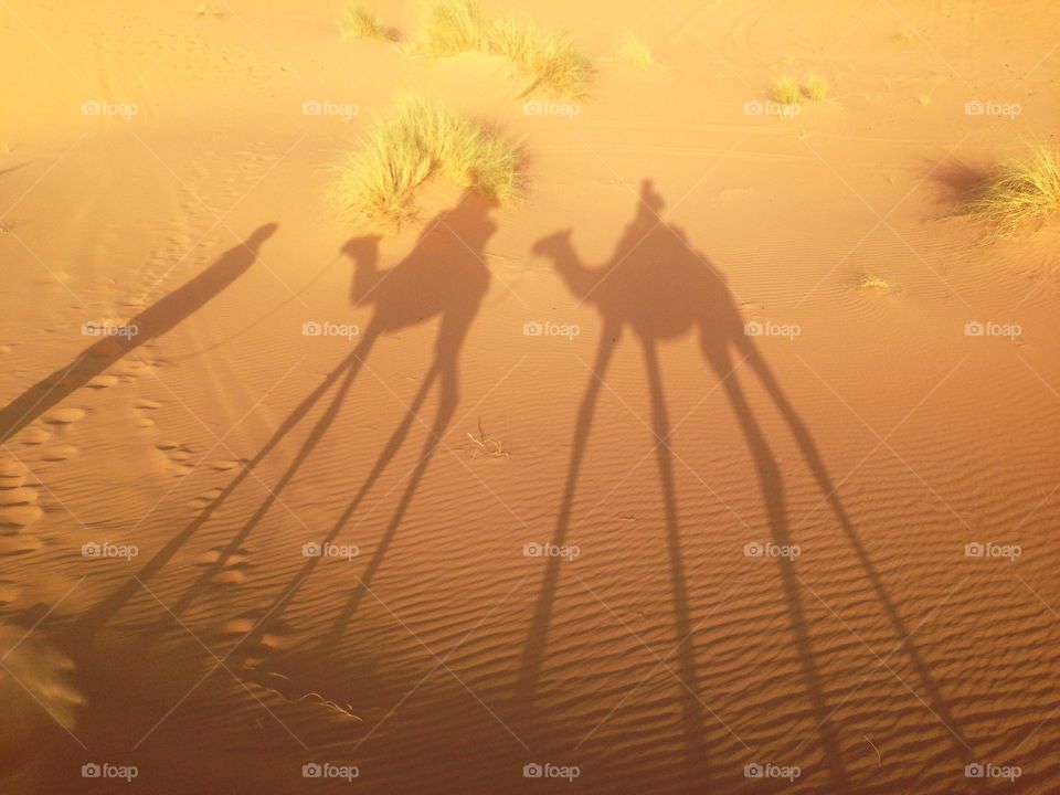 Dromedary shadow 