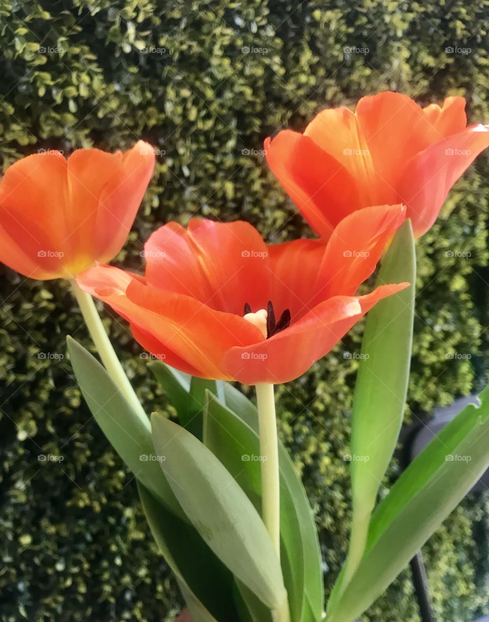 Tulipanes 