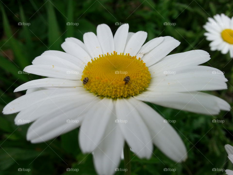 Daisy. A daisy with little beetles on it.