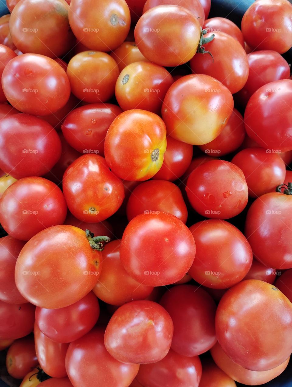 the tomato red, round shape with red and yellowish , very tasty,use in salad and mix well with other vegetables