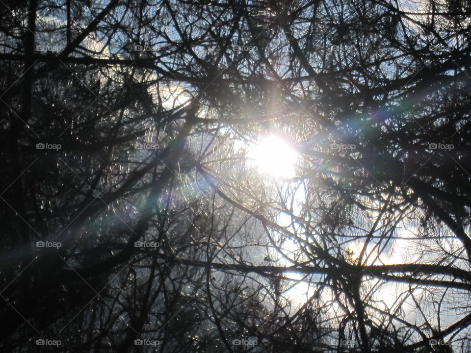 Woodland Sunrays