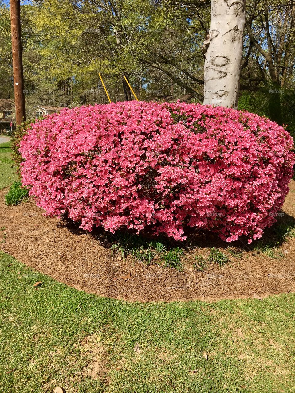Spring blooming pink bush.
