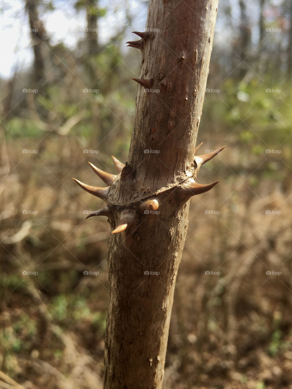 Closeup of Devil’s Walkingstick or Hercules’ Club along a trail at Yates Mill Park in Raleigh North Carolina, Triangle area, Wake County. 