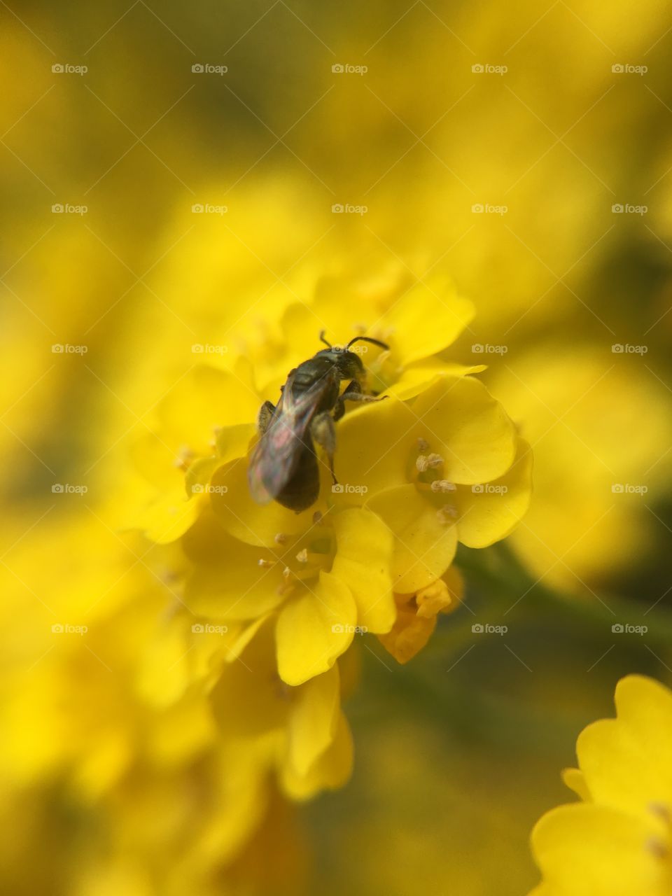 Tiny bee on yellow flower