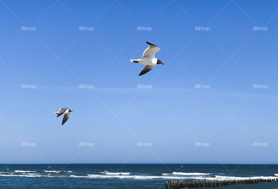 Seagulls flying over the ocean