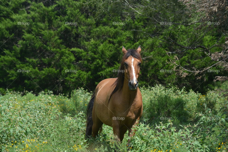 Brown horse in a hayfield on the farm