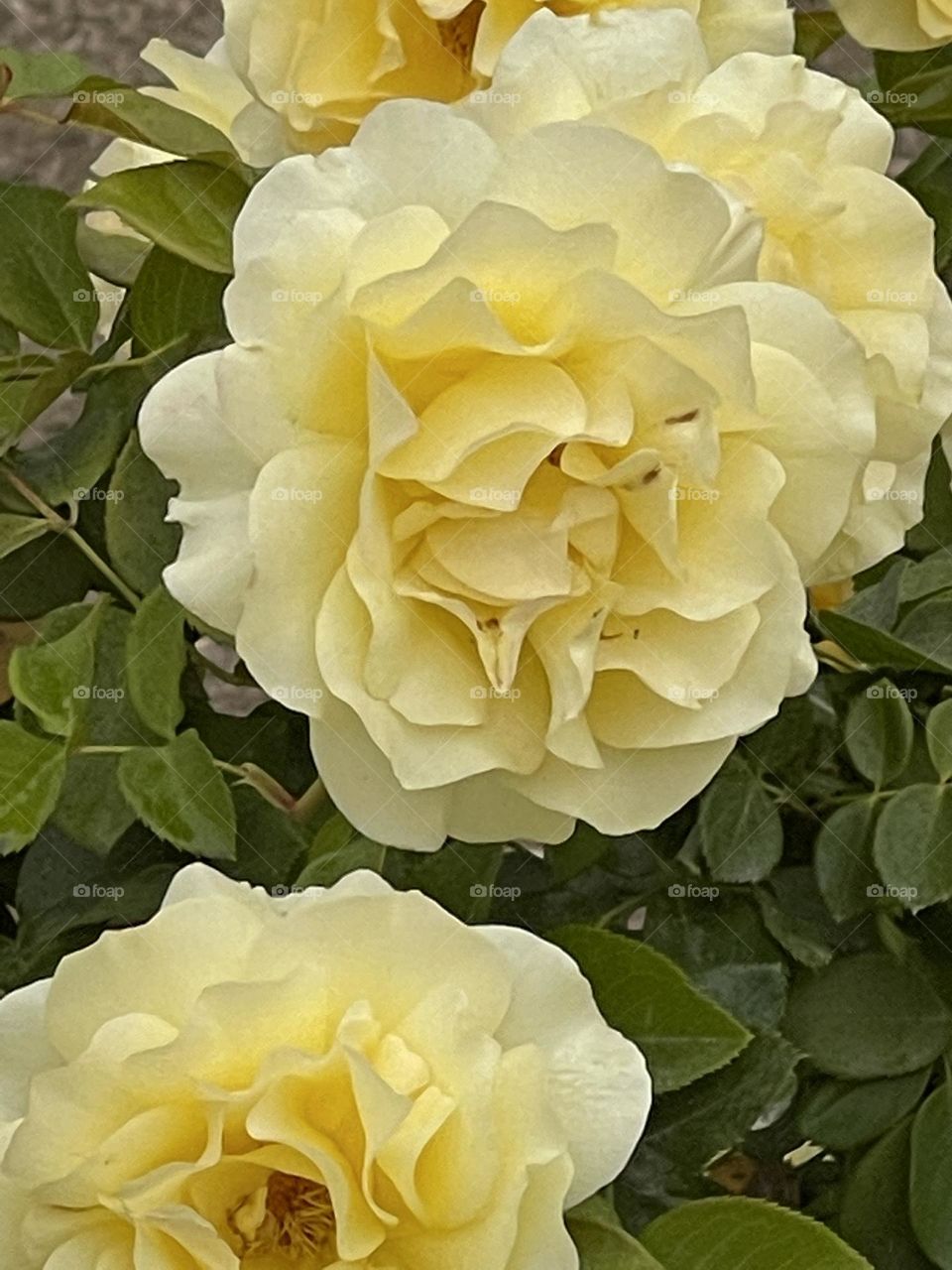 Yellow roses blooming in PA