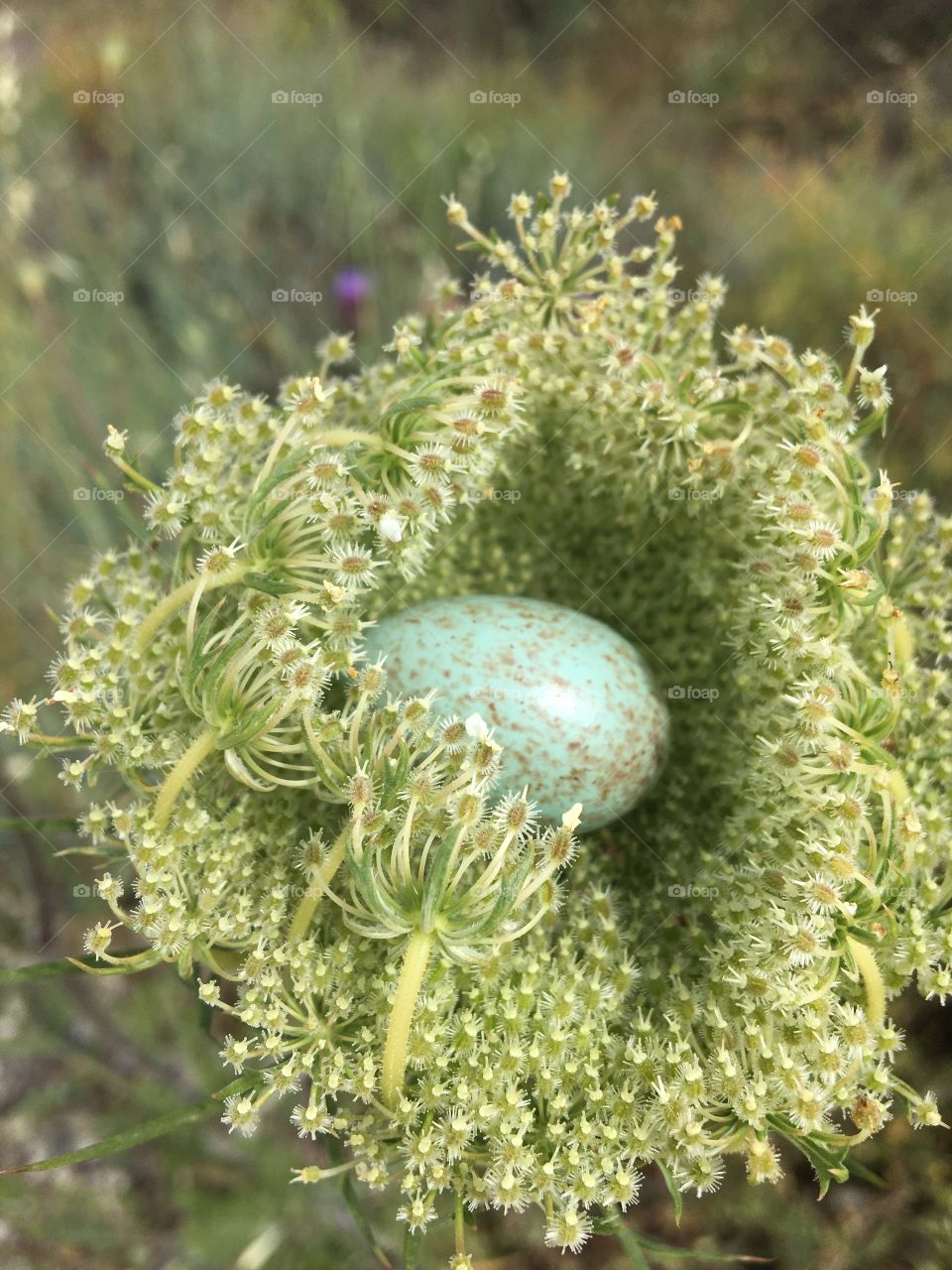 Wild bird egg in a flower as nest