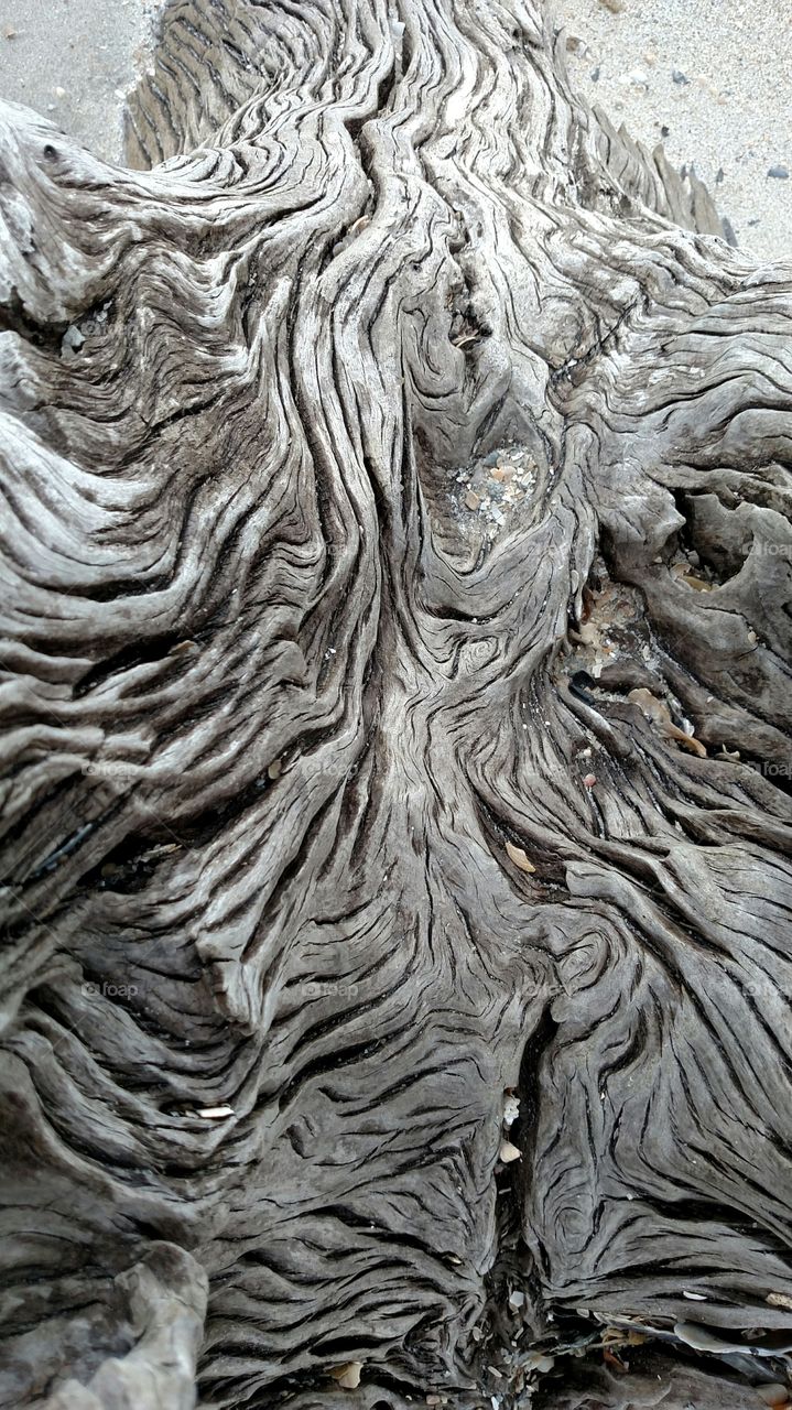 Ocean Carved Driftwood