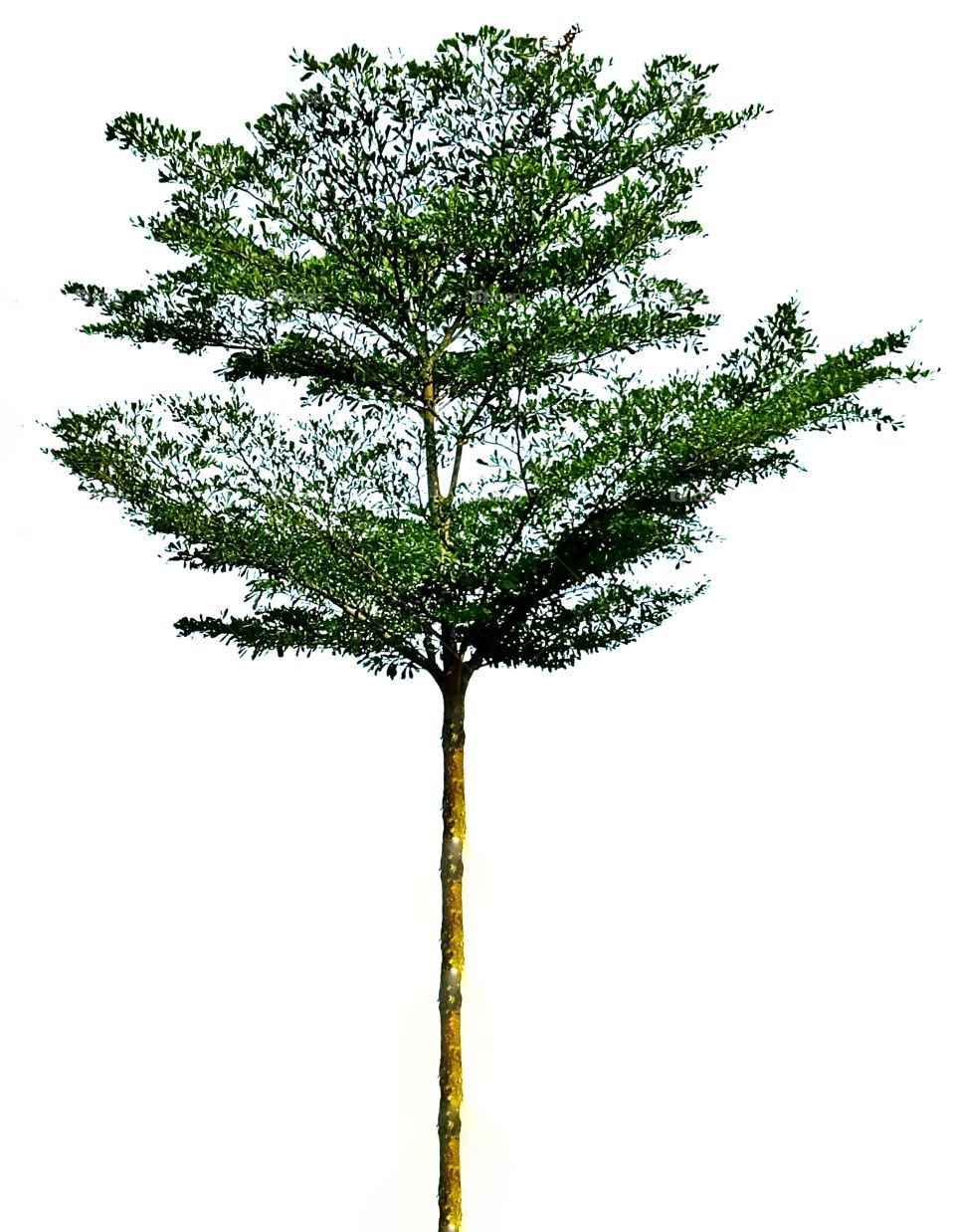 tree,white background