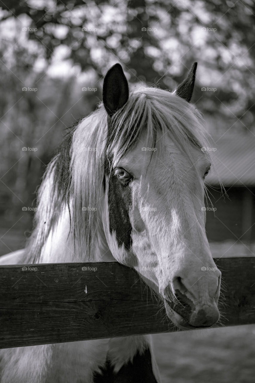 Magic horses