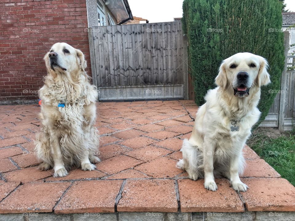 Dog, Pet, Cute, Canine, Animal