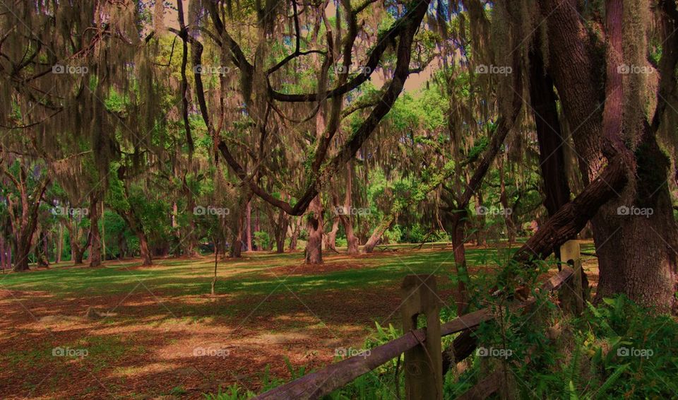 Oak trees with Spanish moss