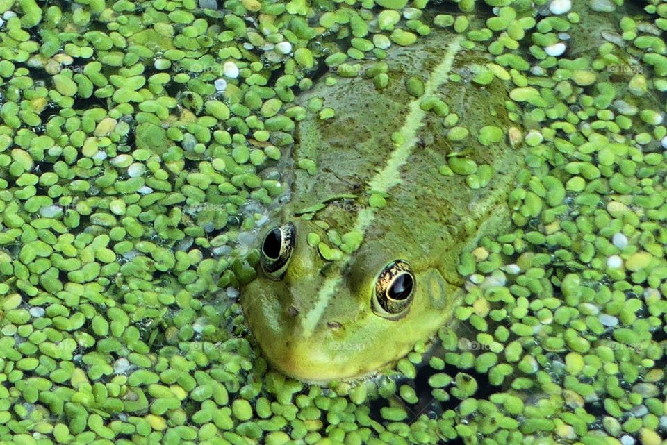 Frosch im Teich