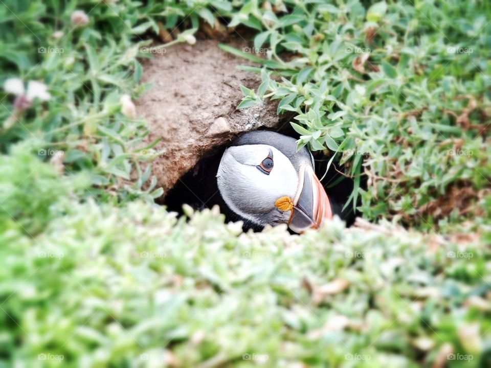 Puffin poking head out of burrow, Skomer Island, Wales . Puffin poking head out of burrow, Skomer Island, Wales 