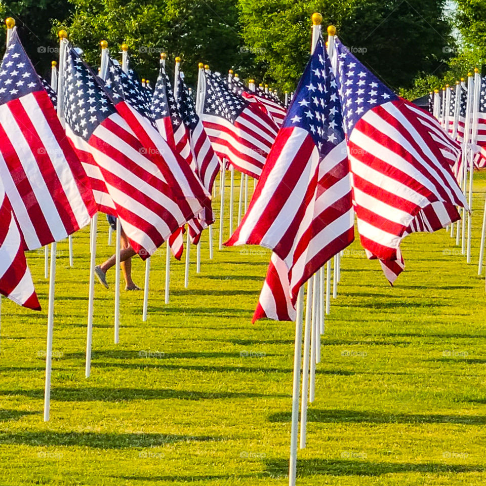 field of flags
