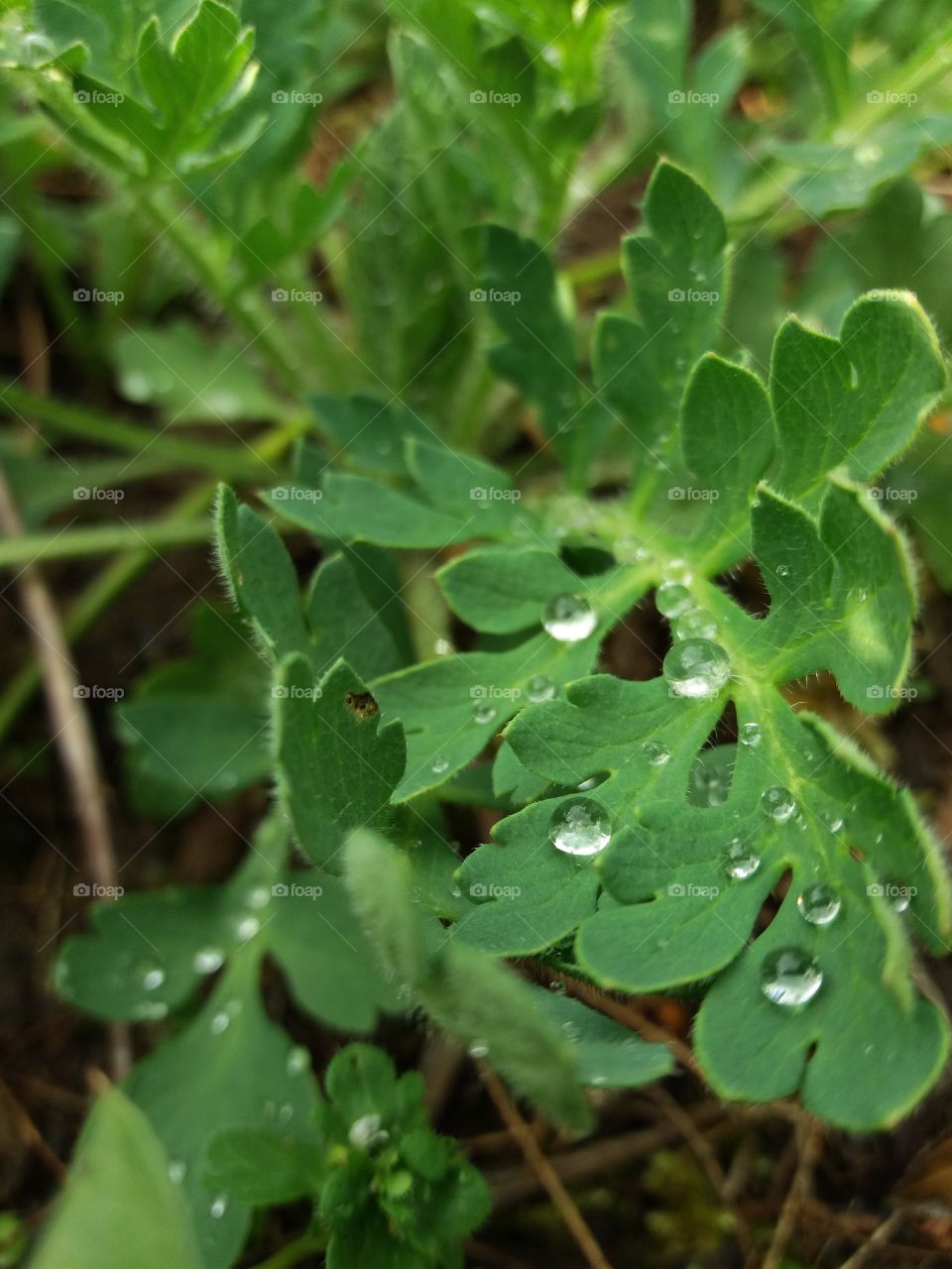 Drops after rainfall